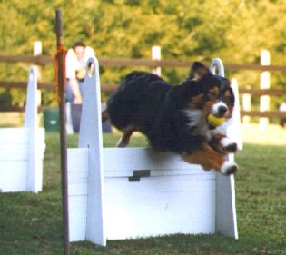flyball.jpg (18606 bytes)
