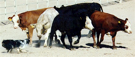 gjeting av kveg.jpg (39211 bytes)