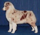 redmerle.gif (6009 bytes)