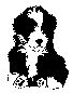 stvalp.gif (1503 bytes)